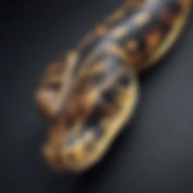 Python Prowess Illustration of Advanced Python Concepts