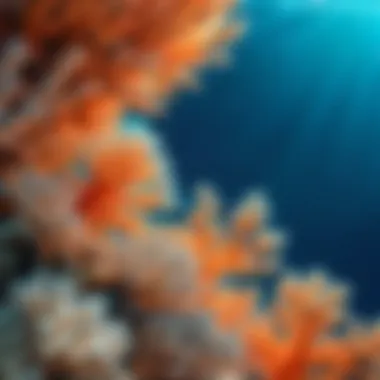 Nature's Cry for Help Bleached coral due to rising temperatures