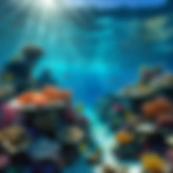 Coral reef restoration efforts