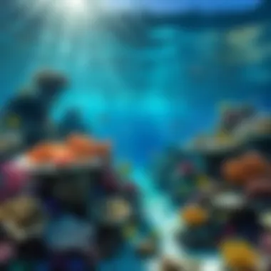 Reviving the Underwater Haven Coral reef restoration efforts