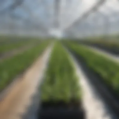Greenhouse farming with rows of plants under controlled environment