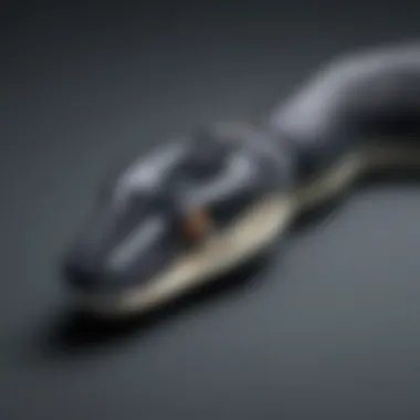 Sleek Python Frontend Design Aesthetics Python Frontend Design Aesthetics