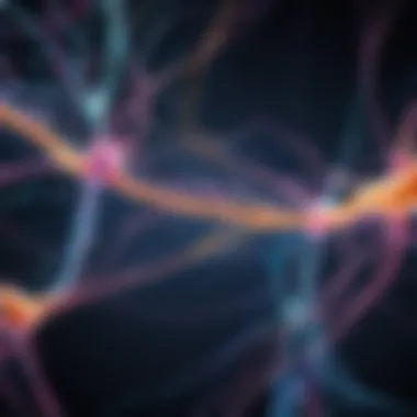 Neural Pathways Formation Neural Pathways Formation