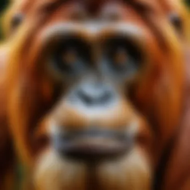 Sumatran Orangutan Close-Up A close-up of a critically endangered Sumatran orangutan, showcasing its unique features.