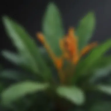 Healthy Turmeric Plant with Lush Foliage Turmeric plant with lush green leaves